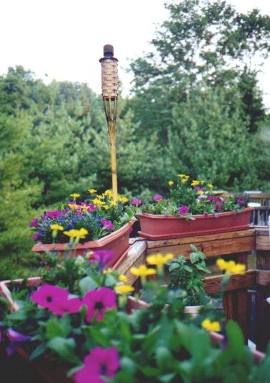 Flower Boxes