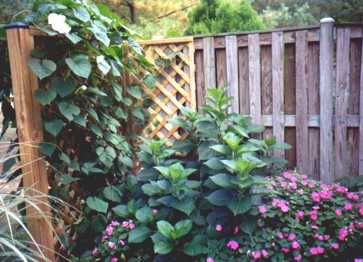 Moonflowers