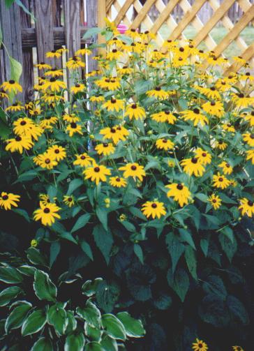 Black-eyed Susans
