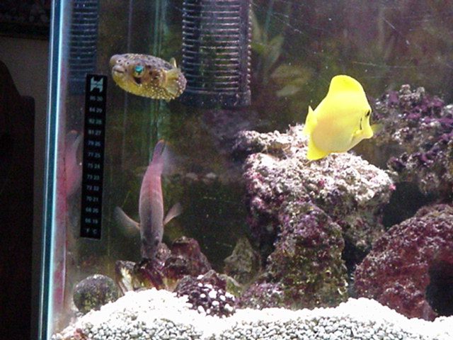 fish1.jpg (80995 bytes)