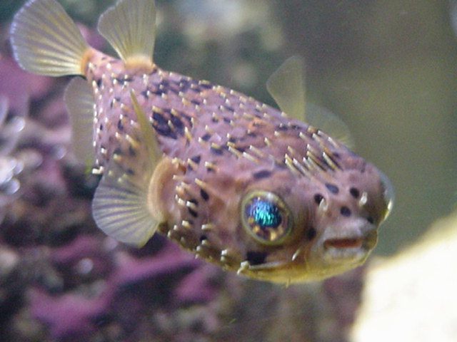 fish3.jpg (58392 bytes)
