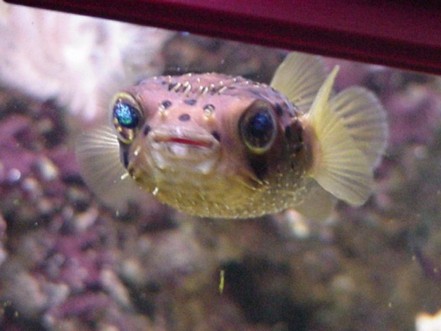 fish4.jpg (60334 bytes)