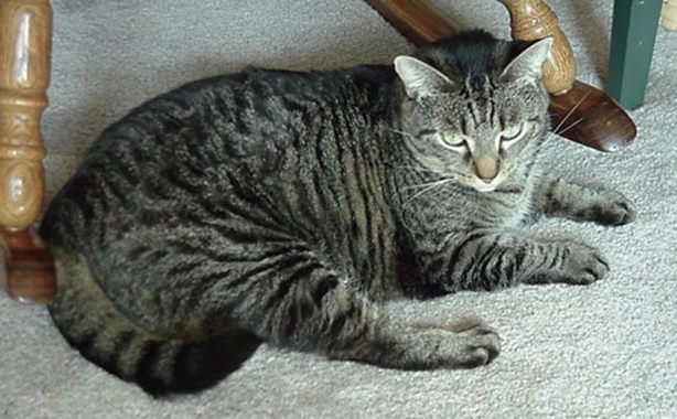 sammy1.jpg (65718 bytes)