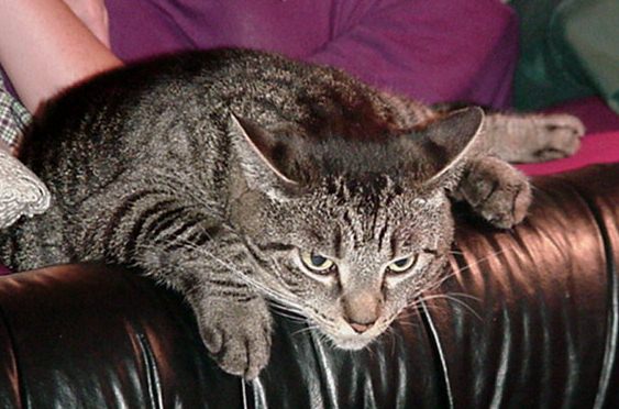 sammycute1.JPG (57545 bytes)