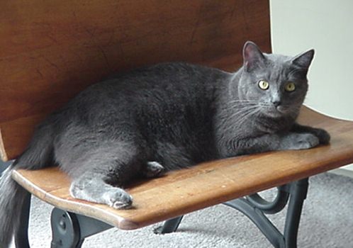 simon2.jpg (39175 bytes)