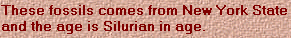 FossilsComes