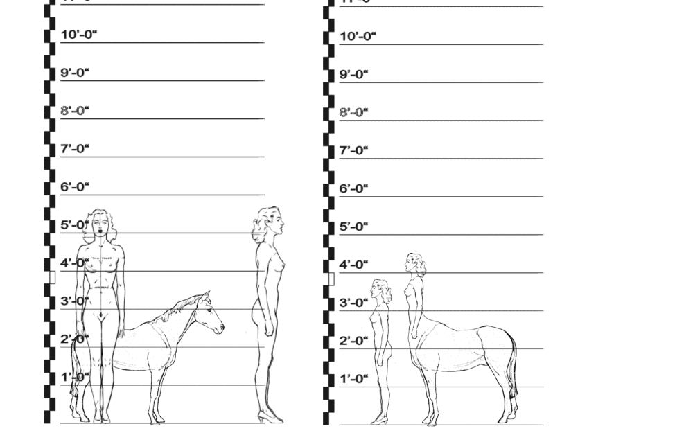Horse, Human and Centaur Comparisons--8-2 hands