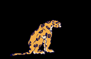 Visit our Wildcats Page
