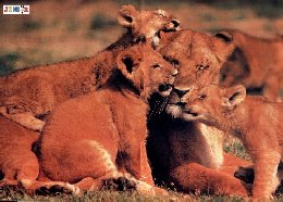 Go see the Lion Cam at the zoo