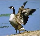 Gander