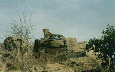 Leopard