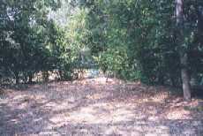 backyard3.jpg (7479 bytes)