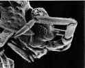Head - lateral