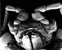 mouthparts