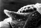 Eye - lateral