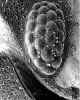 Eye - dorsal