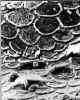 Carapace