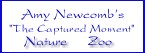 Amy Newcomb's Nature & Zoo Galleries