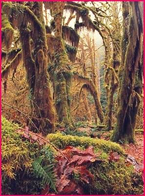 Olympic Peninsula Photo