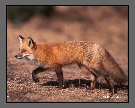 Red Fox Stalking Picture