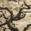 Entanglement