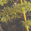 Bamboo