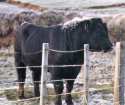 angus2