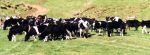 heifers