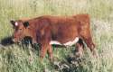 Shorthorn