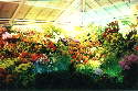 Begonias in the shade house