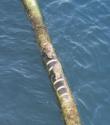 seals
