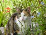 Marmalade