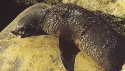 Fur Seal 1