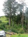 Sawmill and tress