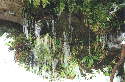 Ferns