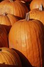 more pumpkins