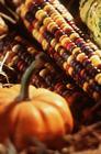 corn and pumpkins