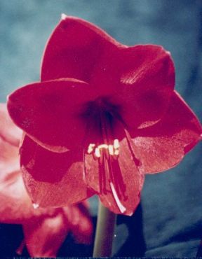 amaryllis - grown by me. It LIVED!