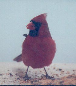 This Bird Looks Like He Has a HUGE Ego.