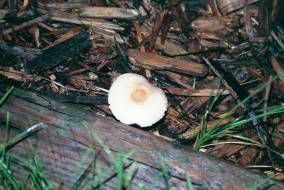 Just a lowly 'ole fungus - part of the biological degredation chain.