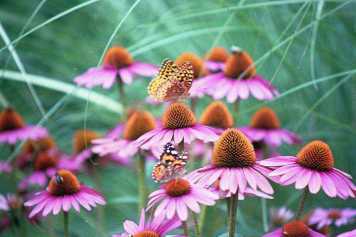 Cone Flowers and you guessed it - MONARCHS