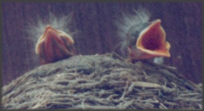 Check out the Punk Hairdo's