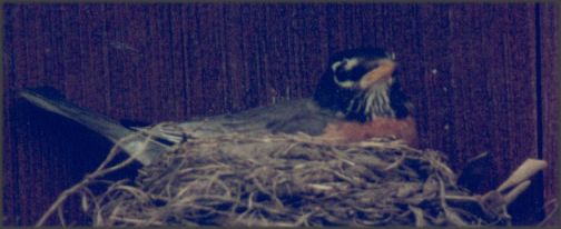 How's this for a piercing glare?