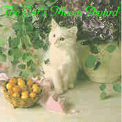 The Cat's Meow