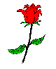 rose.gif
