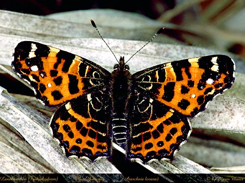 levana.JPG (75119 Byte)
