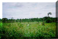 Some views of deforestation
