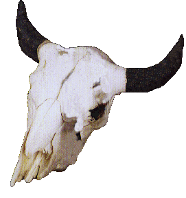 Cow Skull