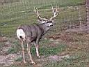 Big_Buck.JPG