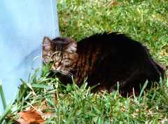 cat2ab